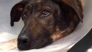 Захари Шулев трябва да плати и 998 лв. разноски по делото