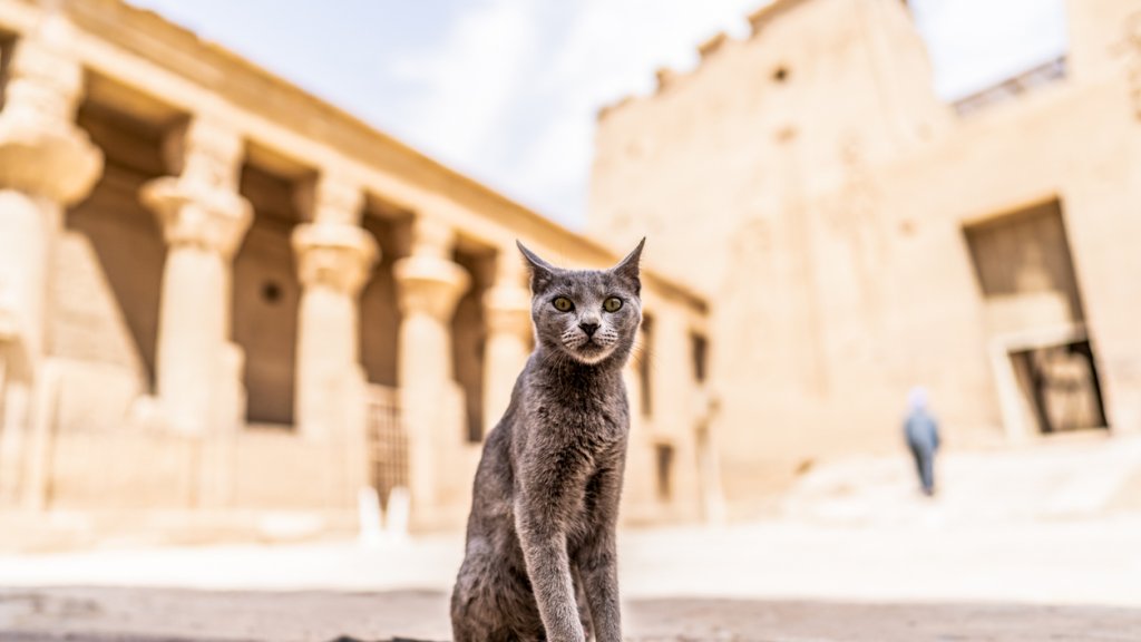 Котката и Древен Египет: от ловец на мишки до божество