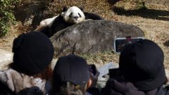 Страната на изгряващото слънце остава без този вид мечки за пръв път от 1972 г.