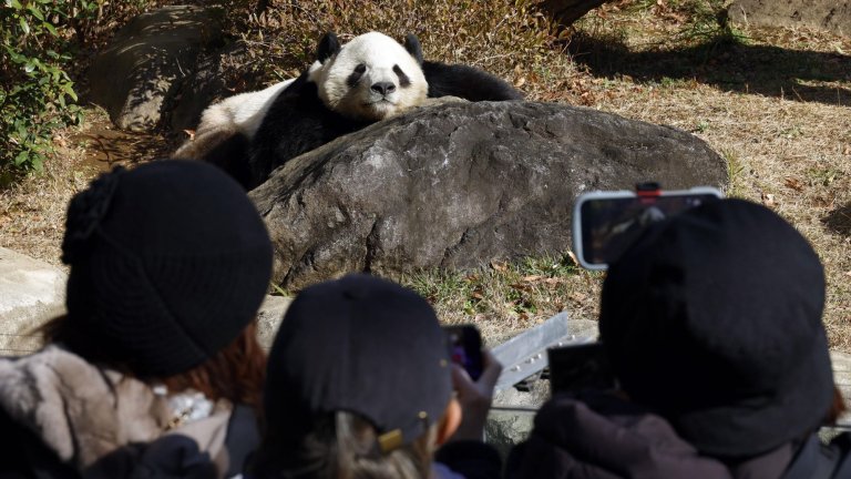 Страната на изгряващото слънце остава без този вид мечки за пръв път от 1972 г.