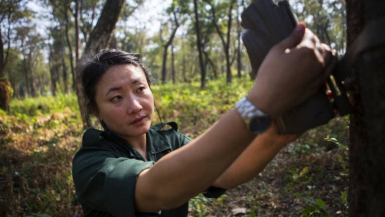 Тя поставя фотоклопка, която следи тигрите