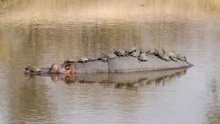 hippo-517141