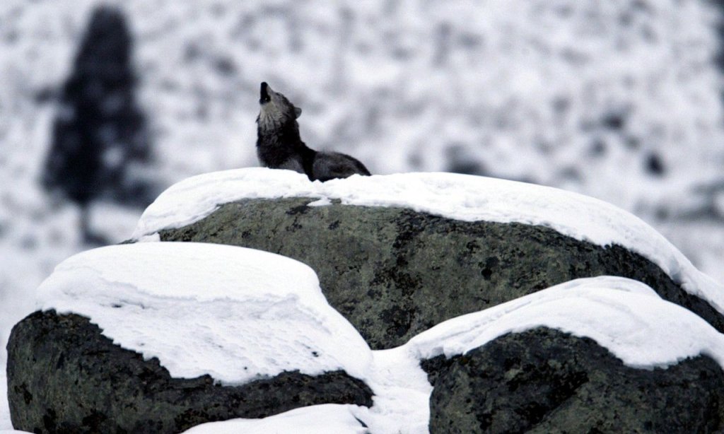 1280px-Canis_lupus_howling_on_glacial_erratic
