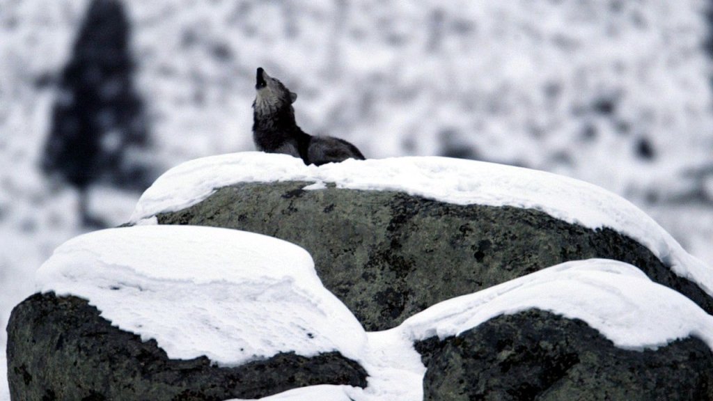 1280px-Canis_lupus_howling_on_glacial_erratic