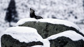 1280px-Canis_lupus_howling_on_glacial_erratic