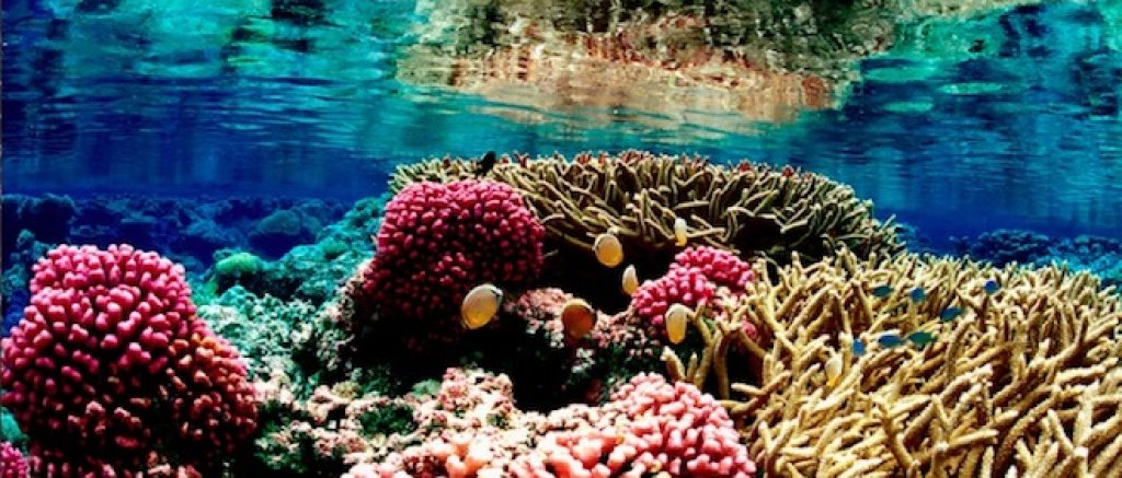 coral_reef