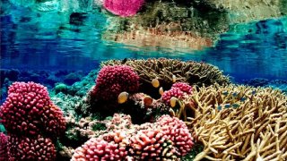 coral_reef