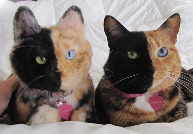 Винъс, котката "химера", която изглежда различна, погледната отляво или отдясно