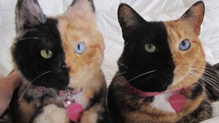 Винъс, котката "химера", която изглежда различна, погледната отляво или отдясно