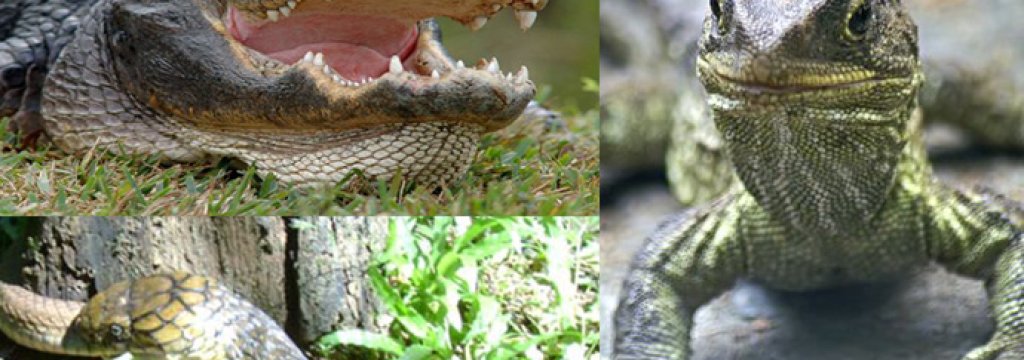 reptiles