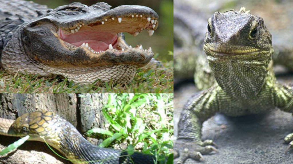 reptiles