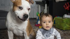 На гости на Огняна, бебето Самуил и стафордширския териер Арес в търсене на отговор на въпроса "Лесно ли се гледат куче и дете заедно?" Какво е да си стопанин на 