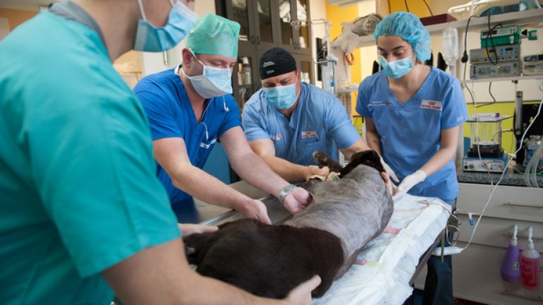 Български лекари спасиха куче-водач с уникална операция