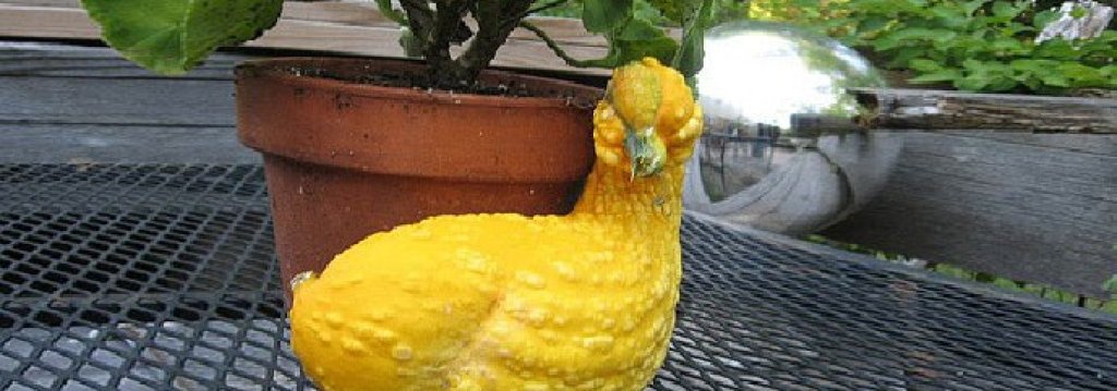 une-courgette-canard-211