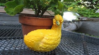 une-courgette-canard-211