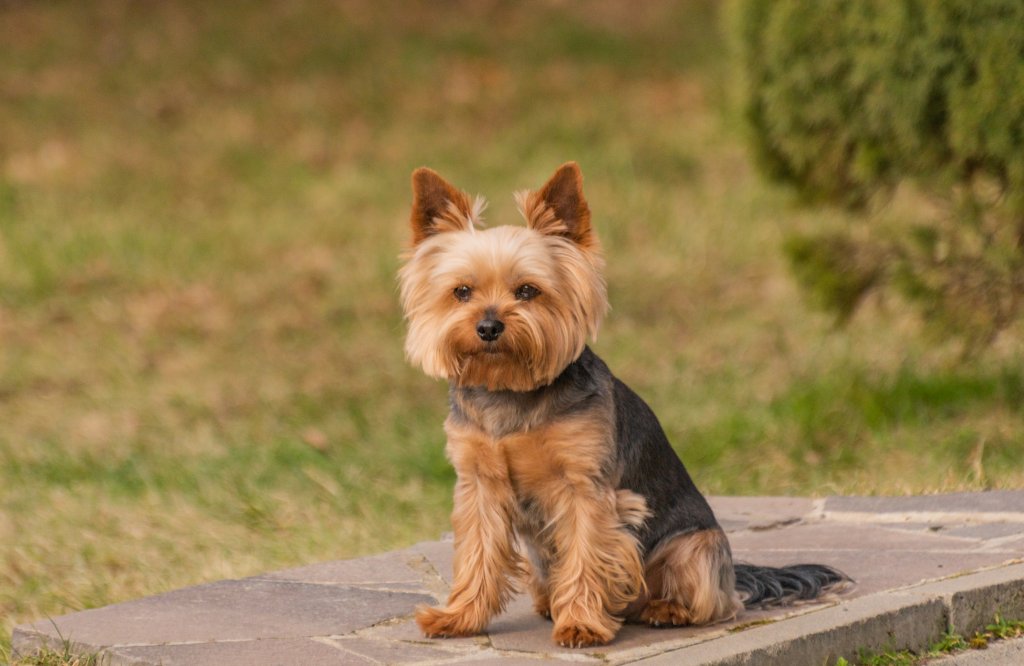 Йоркширски териерЙоркитата са малки кученца с огромен характер. Те са любопитни, гальовни и енергични, като в същото време ценят комфорта и глезенето. Последното означава, че ненавиждат всяко отклонение от навиците си – чужди хора в дома си, големи кучета насреща, силна музика и шумове и други.