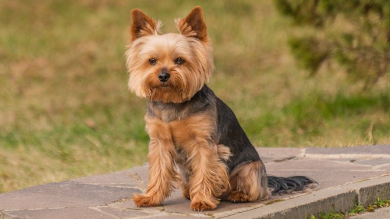 Йоркширски териерЙоркитата са малки кученца с огромен характер. Те са любопитни, гальовни и енергични, като в същото време ценят комфорта и глезенето. Последното означава, че ненавиждат всяко отклонение от навиците си – чужди хора в дома си, големи кучета насреща, силна музика и шумове и други.