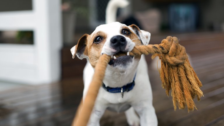 Опитайте се да разсеете четириногия си приятелБездействието по време на буря може да засили тревожността на кучето, така че се опитайте да му осигурите достатъчно неща, които могат да го разсеят. В това число влизат любимите играчки и лакомства, които да отвлекат вниманието на животното от гръмотевиците и трополенето на дъжда. В допълнение играчки, които се дъвчат и дърпат с муцуна, действат още по-успокояващо на кучетата, които разтоварват стреса с дъвкане на предмети.