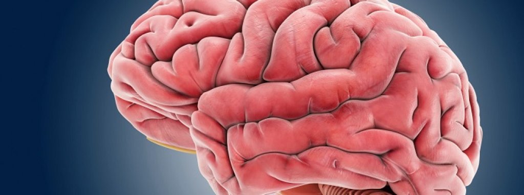 Brain, artwork