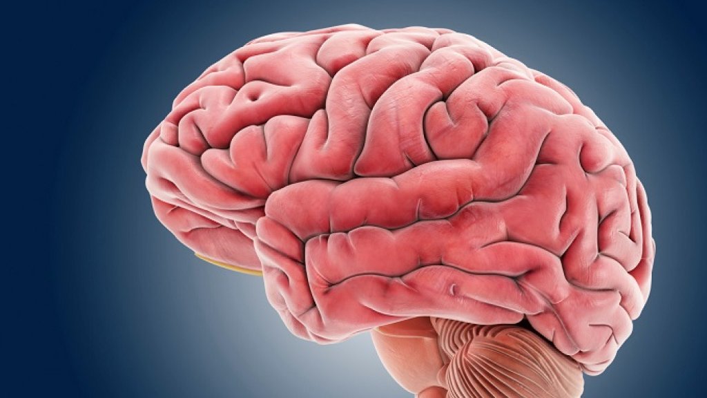 Brain, artwork