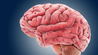 Brain, artwork