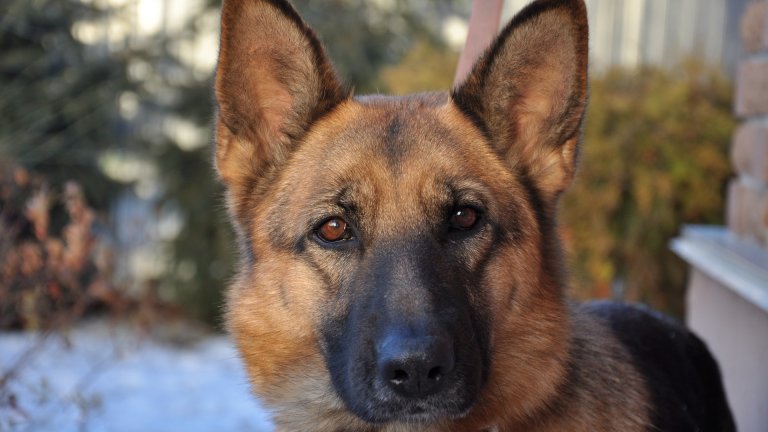 Немска овчарка
Немските овчарки винаги са били изключително разпространена порода. Тези лоялни работяги са имали своето място като полицейски служители и като пазачи, както и като спасители. Това животно обаче има по-нежна, ласкава страна. Може би това е причината немските овчарки да бъдат взимани и от хора, които нямат нужда от пазач, а от добросърдечен и верен приятел.