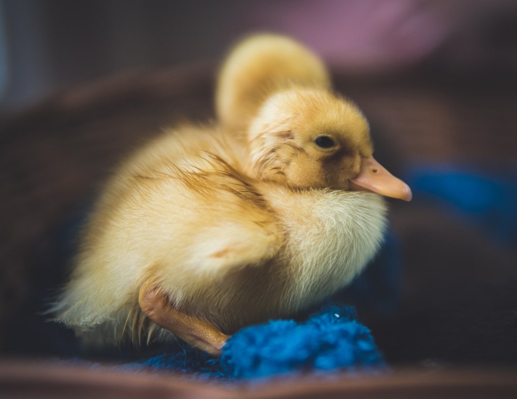 duck, пате