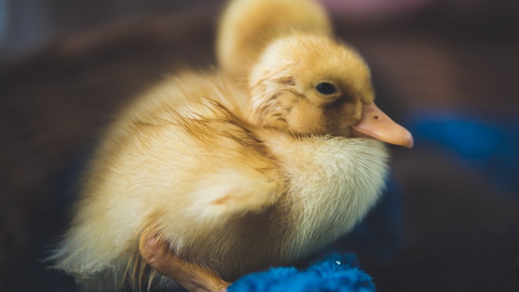 duck, пате