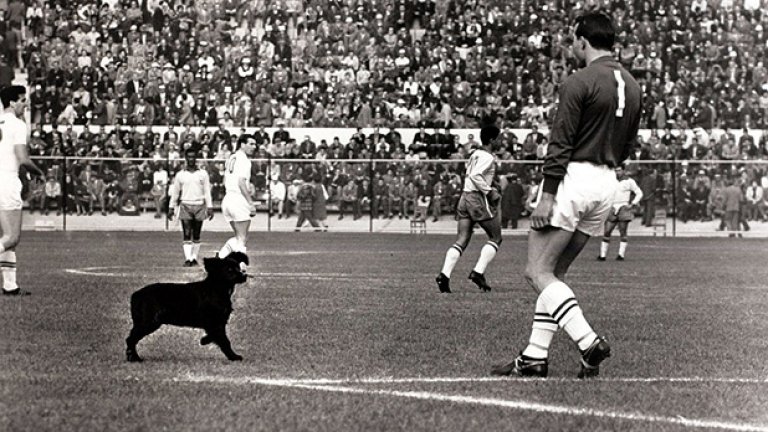 Вратарят на Англия Рон Спрингет се опитва да изгони куче, което връхлетя на терена по време на четвъртфиналаната среща между Бразилия и Англия на световното първенство през 1962 година, играна във Вина дел Мар. В края на краищата Джими Грийвс успява да изпъди неканения гост, като черният палавник му се изпишква на крака в знак на несагласие с него. По-късно се появява слухът, че Гаринча е осиновил бездомното животно... Кой знае дали е така? Едно нещо обаче е сигурно - Гаринча се разписа на два пъти, а Вава - веднъж, за успеха на "селесао" с 3:1 по пътя към полуфиналите и втората поредна световна титла. 