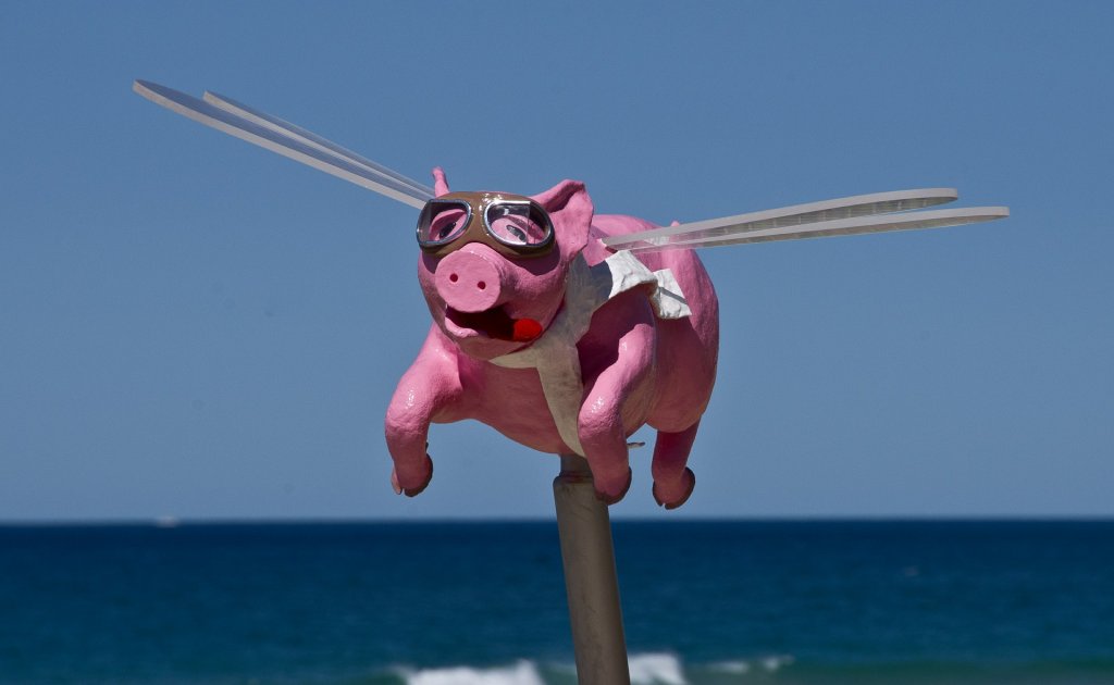 pig-425051_1920
