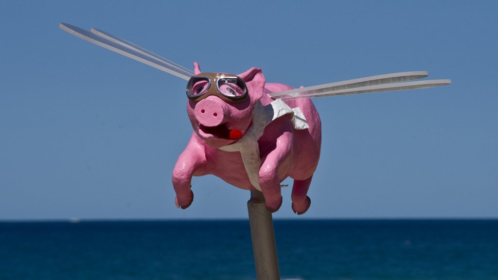 pig-425051_1920