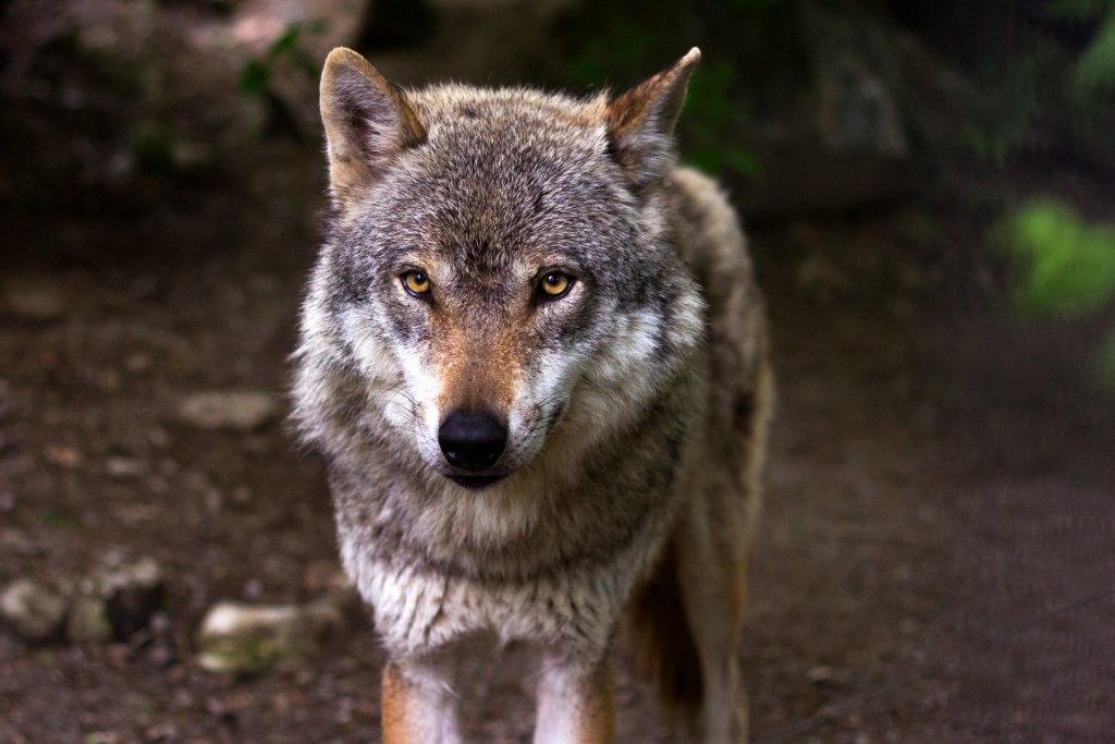 wolf-predator-hunter-canis-lupus-39310