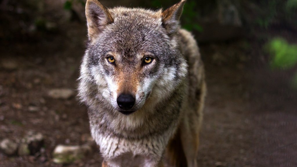 wolf-predator-hunter-canis-lupus-39310