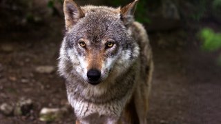 wolf-predator-hunter-canis-lupus-39310
