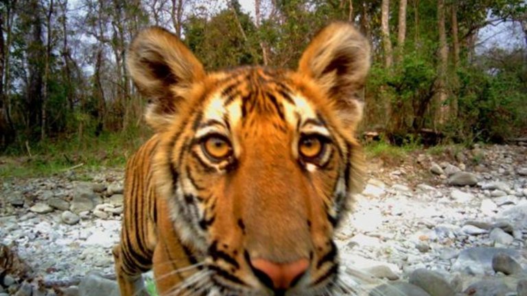 Жената, която гледа тигрите в очите