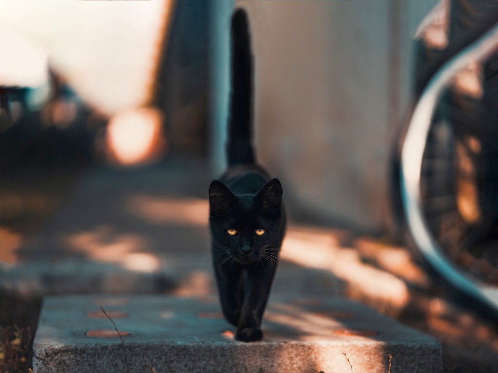 black-cat-walking-on-road-1510543
