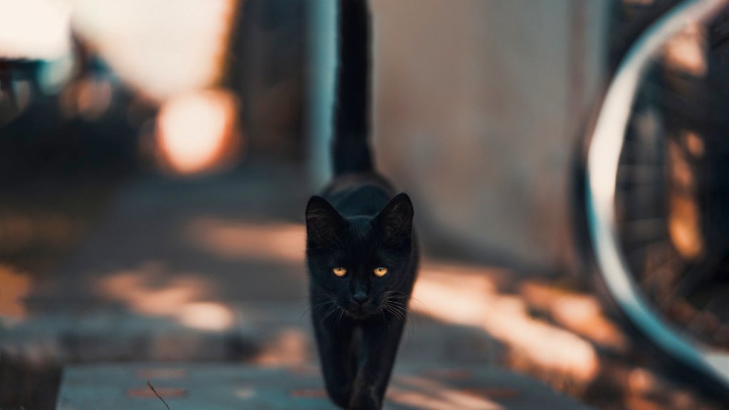 black-cat-walking-on-road-1510543