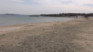 Само за последните няколко дни от морето са довлечени на брега телата на три животни