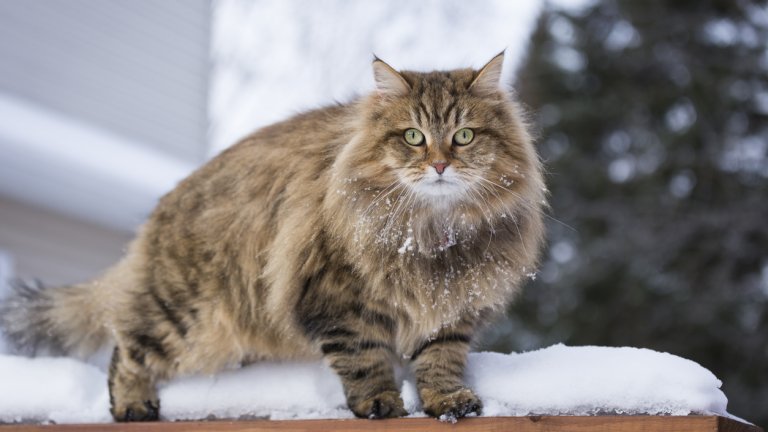 Сибирска котка
Подобно на норвежката, тя има дълга, гъста козина, голямо, мускулесто тяло и може да стигне до 9 кг - отново жизненоважни черти за оцеляването в северните части на Русия. Сибирската котка е сред най-интелигентните породи, освен това е игрива, общителна и любвеобвилна.