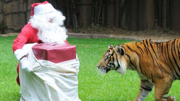 Дядо Коледа подарява подарък на тигър в австралийска зоологическа градина