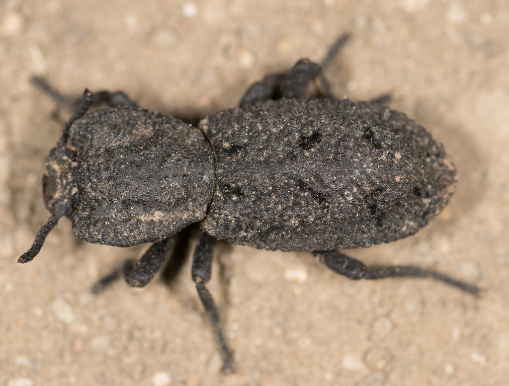 Phloeodes_diabolicus