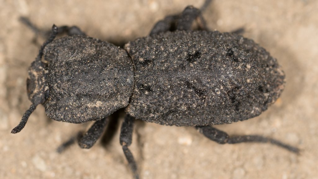 Phloeodes_diabolicus