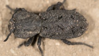 Phloeodes_diabolicus