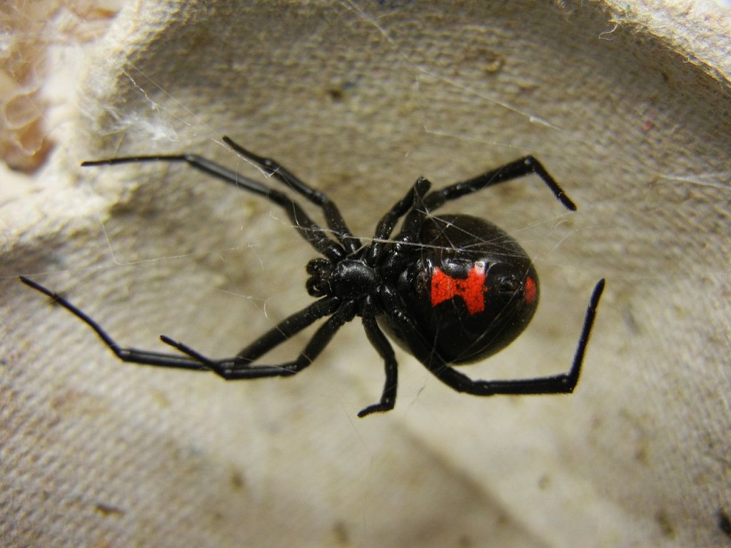 1280px-Adult_Female_Black_Widow
