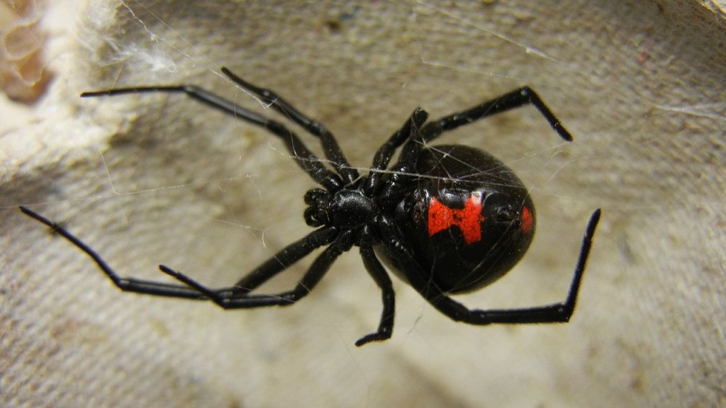 1280px-Adult_Female_Black_Widow