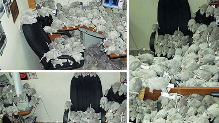 Разбира се, тези плъхове не са истински. Но пък компенсират с количество