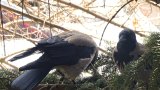 Защо страхът от животни в градска среда е толкова разпространен - и толкова подценяван?