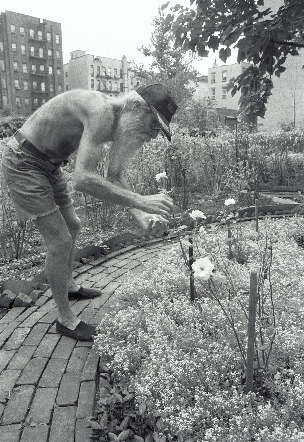 Adam_Purple_Tending_his_garden.