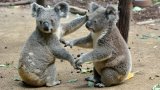 Климатичните промени и една опасна инфекция застрашават самото съществуване на коалата