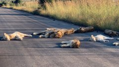 Дивата природа и пандемията: Лъвовете в Южна Африка се радват на живот без туристи